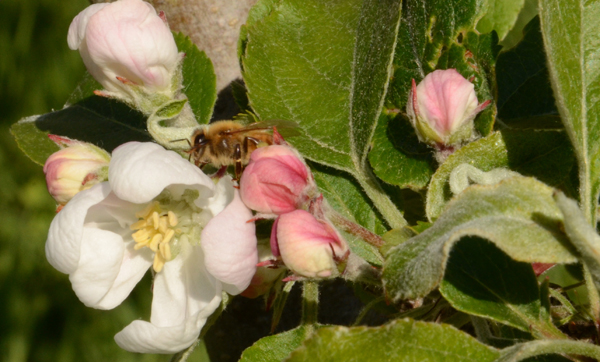 Laughing Apple Farm bee polenating an apple tree
