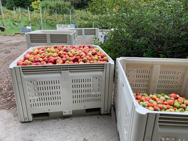 apples for pressing at Laughing Apple Farm