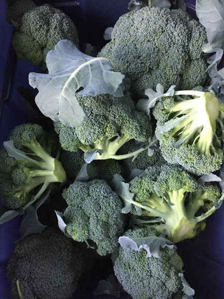 broccoli from laughing apple farm