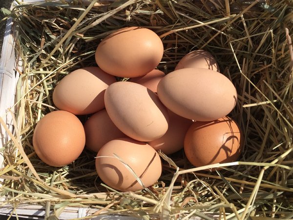 Eggs from the chickens on laughing apple farm