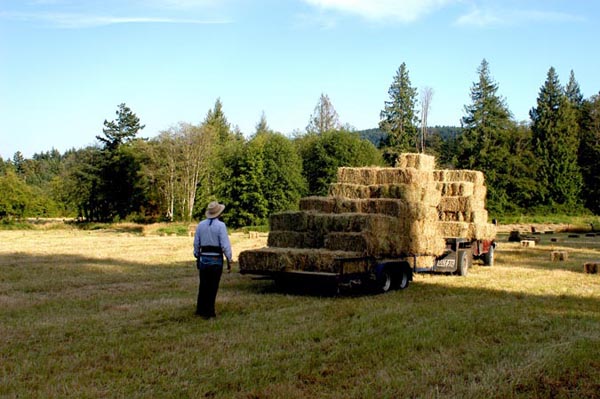 local Salt Spring hay available for delivery on the island