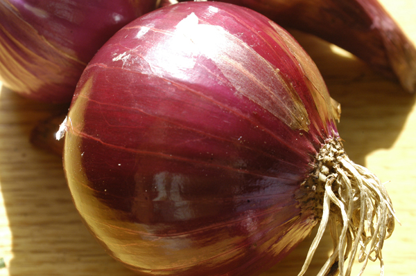 Onions in the garden