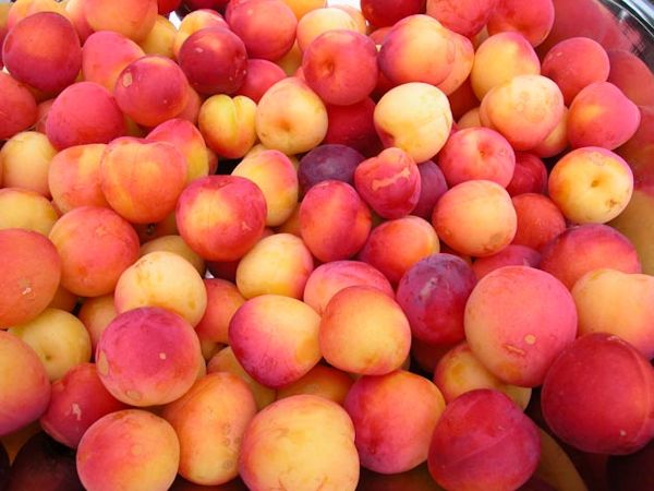 Peaches from Laughing Apple Farm