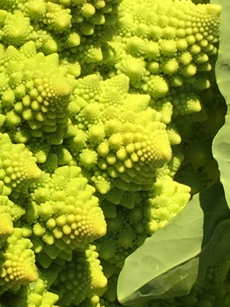 romanesco and other fresh produce now available from laughing apple farm in a 2018 csa