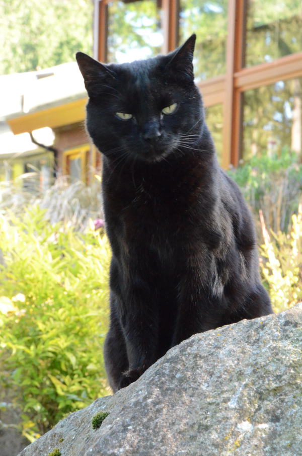 Queen Nefertiti the Laughing Apple Farm Cat